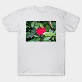 Tropical Plantation Maui Study 17 T-Shirt